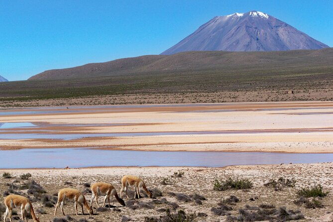 day-tour-to-laguna-de-salinas