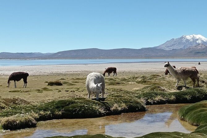 day-tour-to-laguna-de-salinas