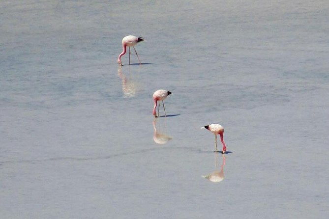 day-tour-to-laguna-de-salinas