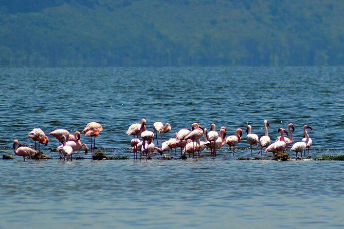 Day Tour To Lake Nakuru Park With Optional Boat Ride on Lake Naivasha - What’s Included and What’s Not