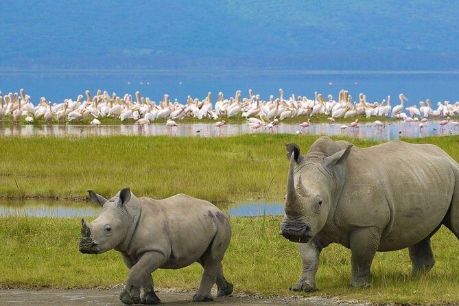 Day Tour To Lake Nakuru Park With Optional Boat Ride on Lake Naivasha - For Whom Is This Tour Best?
