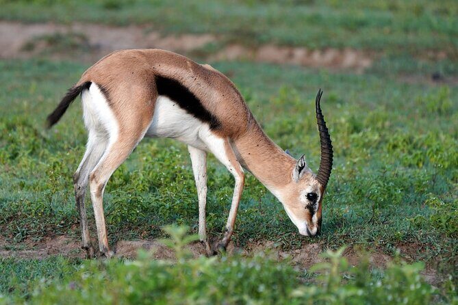 Day Tour To Lake Nakuru Park With Optional Boat Ride on Lake Naivasha - Final Thoughts