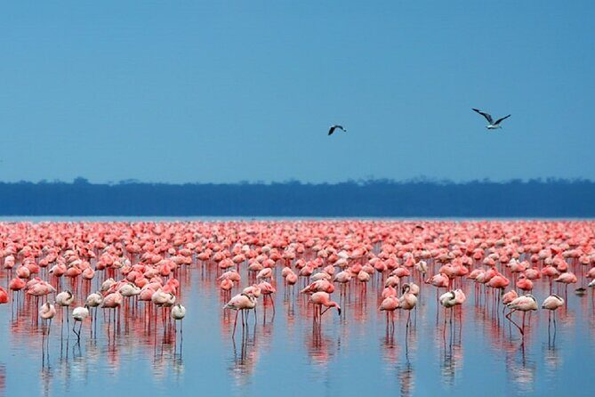 Day Tour to Lake Nakuru with optional boat ride in Lake Naivasha - Exploring the Itinerary: What to Expect