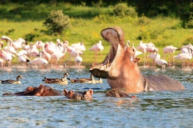 Day Tour to Lake Nakuru with optional boat ride in Lake Naivasha - FAQs