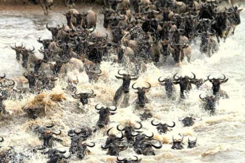 Day Tour to Maasai Mara Game Reserve from Nairobi. - Day Tour to Maasai Mara Game Reserve from Nairobi: An Authentic Safari Experience
