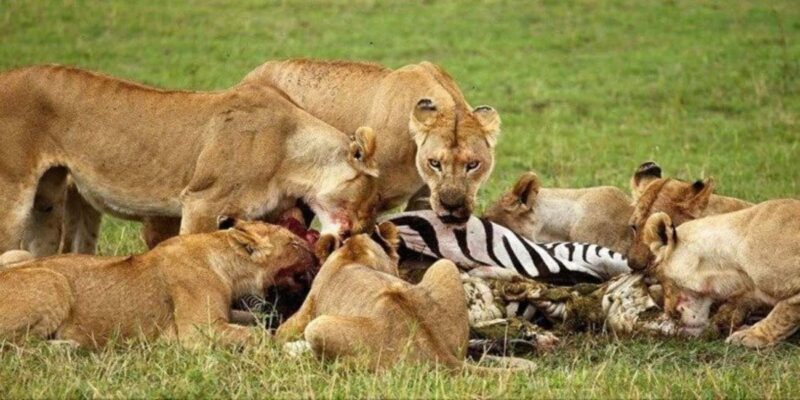 Day Tour to Maasai Mara Game Reserve from Nairobi. - What Makes This Tour Stand Out?