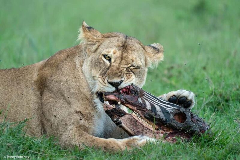 Day Tour to Maasai Mara Game Reserve from Nairobi. - Final Thoughts