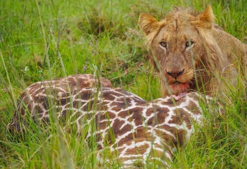 Day Tour to Maasai Mara Game Reserve from Nairobi. - FAQ