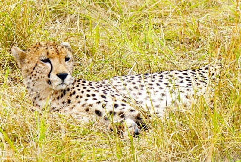 Day Tour to Maasai Mara Game Reserve from Nairobi - Day Tour to Maasai Mara Game Reserve from Nairobi — An In-Depth Look
