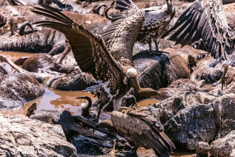 Day Tour to Maasai Mara Game Reserve from Nairobi - Key Points