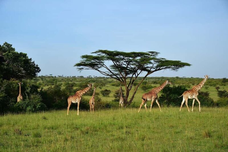 Day Tour to Maasai Mara Game Reserve from Nairobi - The Practicalities: What You Need to Know