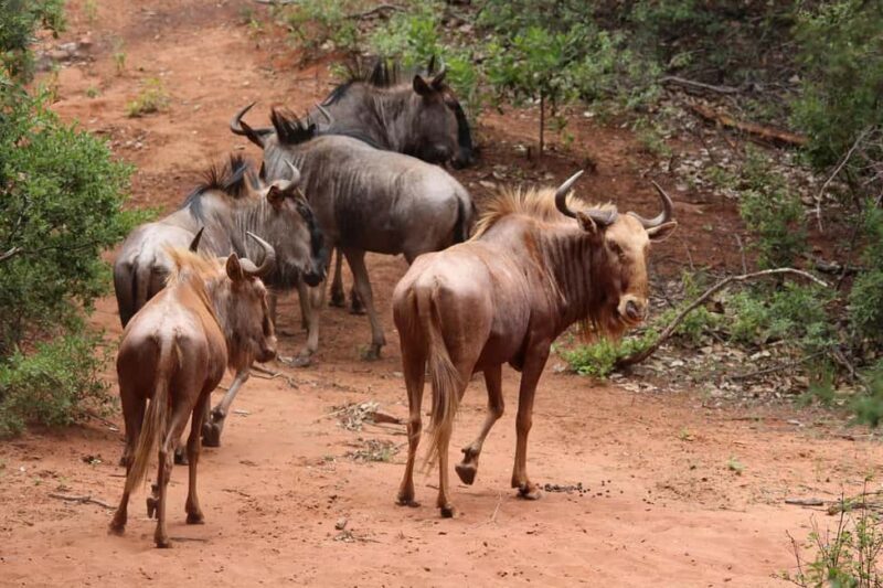 Day Tour to Maasai Mara Game Reserve from Nairobi - Authentic Experiences and Highlights