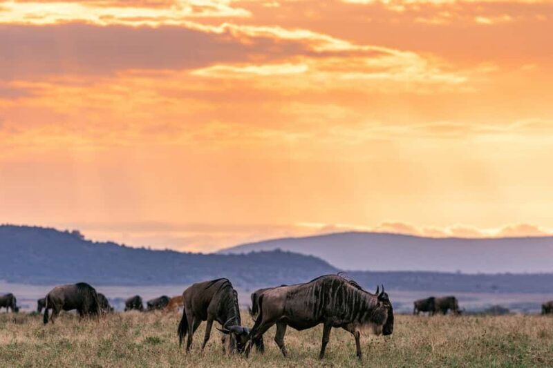Day Tour to Maasai Mara Game Reserve from Nairobi - Who Should Consider This Tour?