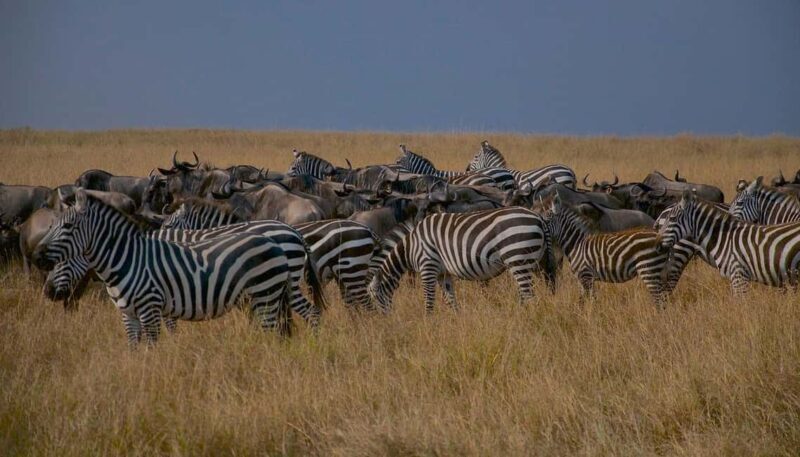 Day Tour to Maasai Mara Game Reserve from Nairobi - Frequently Asked Questions (FAQs)
