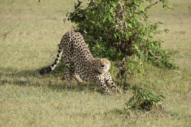Day Tour To Maasai Mara Reserve from Nairobi - Key Points