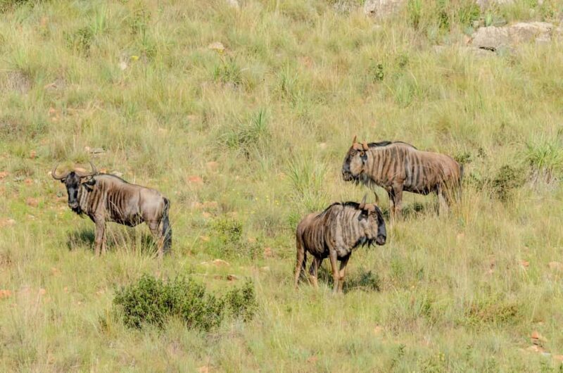 Day Tour To Maasai Mara Reserve from Nairobi - A Practical Overview of the Maasai Mara Day Tour