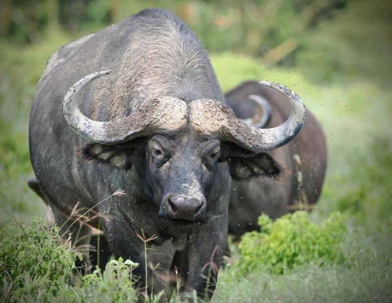 Day Tour To Maasai Mara Reserve from Nairobi - The Experience of a Guided Safari in Maasai Mara