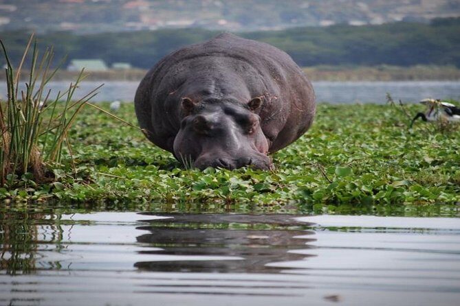 Day tour to mount Longonot park from Nairobi - An Overview of the Experience