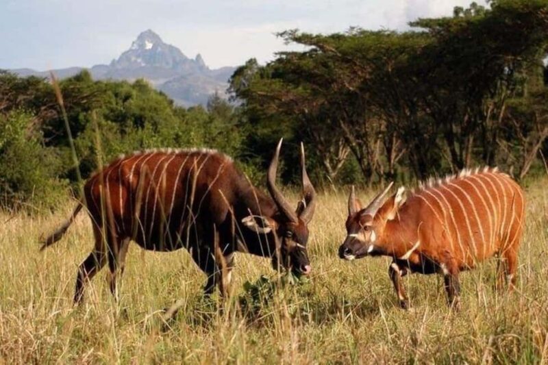 Day Tour To Mt Kenya - Exploring the Day Tour to Mount Kenya: An Authentic Kenyan Adventure