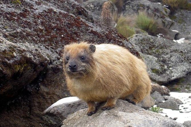 Day Tour To Mt. Kenya - What’s Included and What’s Not