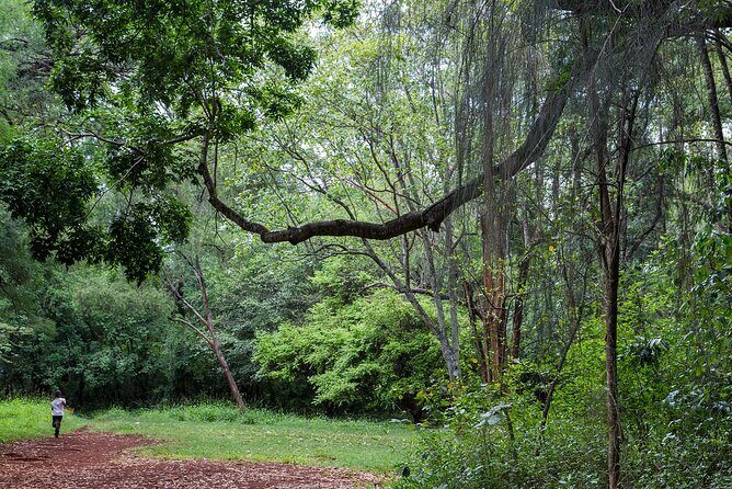 Day Tour to Nairobi Arboretum and Nairobi National Museum - Lunch and Relaxation  