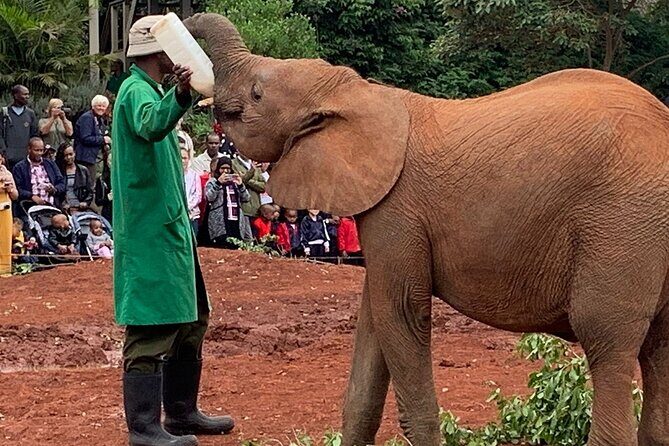 Day Tour to Nairobi national park, Elephants, and Giraffe Center - Who Is This Tour Best For?