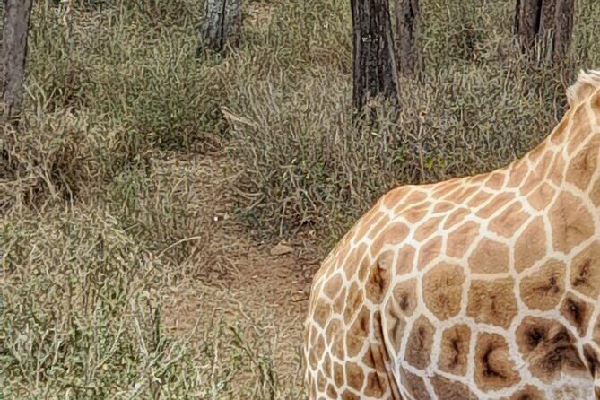 Day Tour to Nairobi national park, Elephants, and Giraffe Center - Final Thoughts