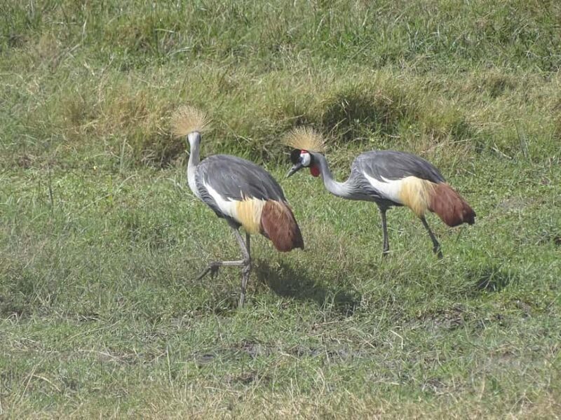 Day Tour to Nairobi Park, Elephant project &Giraffe center - Who Will Love This Tour?