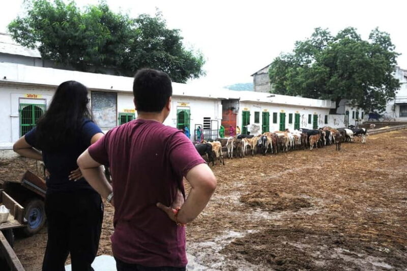 Day Tour to Nathdwara, Eklingji & Haldighati from Udaipur - Unpacking the Day Tour: What to Expect