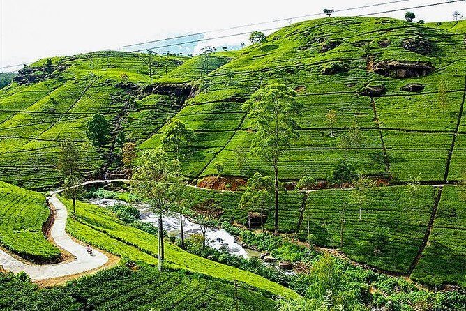 Day Tour to Nuwara Eliya from Kandy by Lux Tours Lanka - Key Points