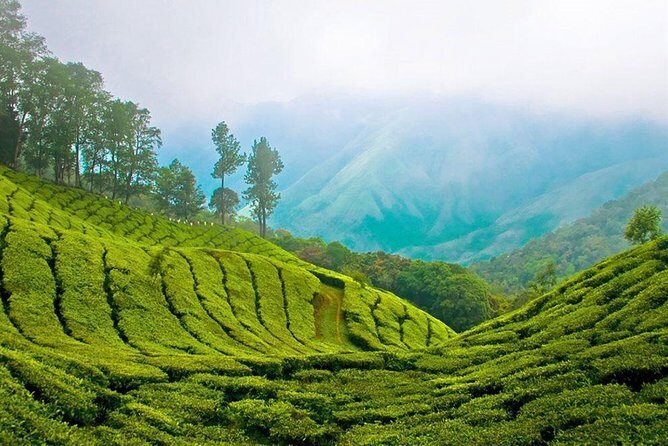 Day Tour to Nuwara Eliya from Kandy by Lux Tours Lanka - Who Is This Tour Perfect For?