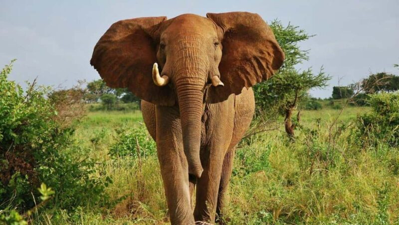 Day Tour to Ol-Pejeta Conservancy - Practical Insights and Tips