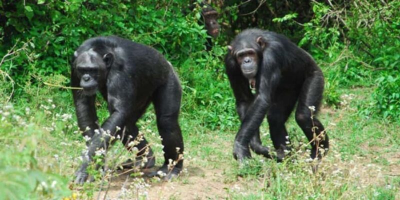 Day Tour to Ol-Pejeta Conservancy - Final Thoughts on Value and Suitability