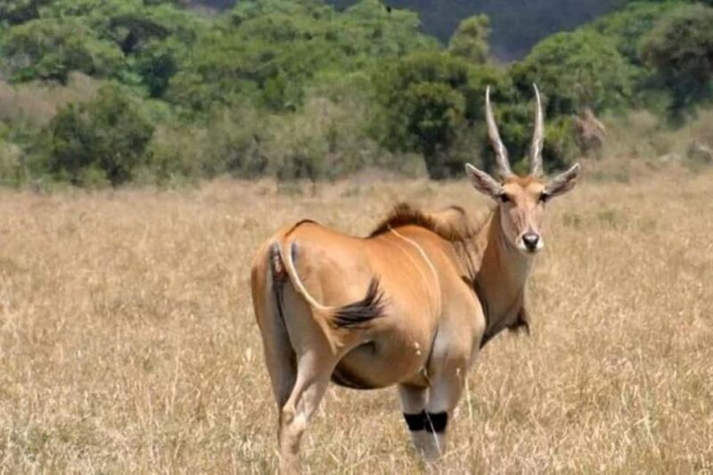 Day Tour to Ol-Pejeta Conservancy - FAQs