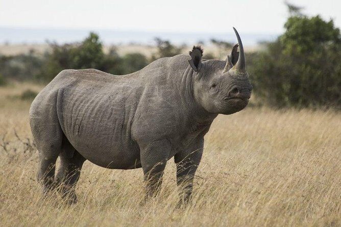 Day Tour to Ol Pejeta Conservancy - Who Is This Tour Best For?