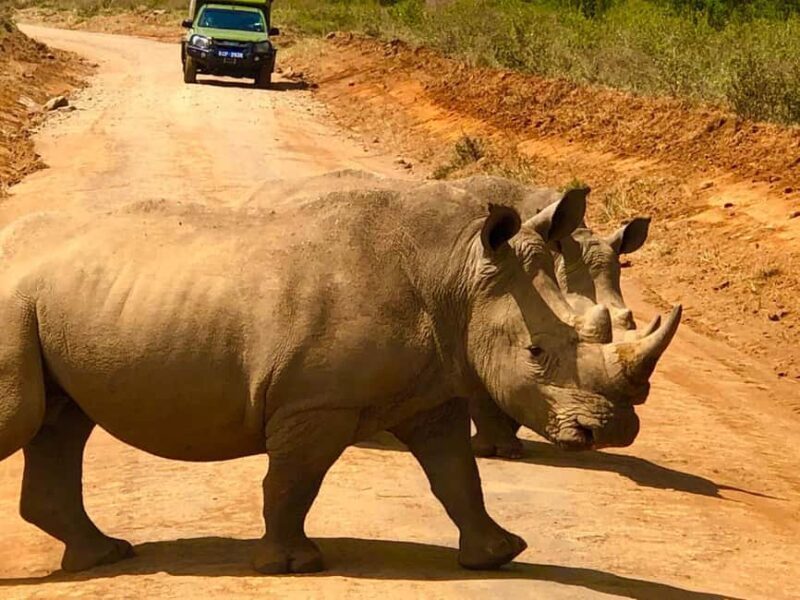Day Tour To Ol Pejeta Conservancy From Nairobi - Key Points  