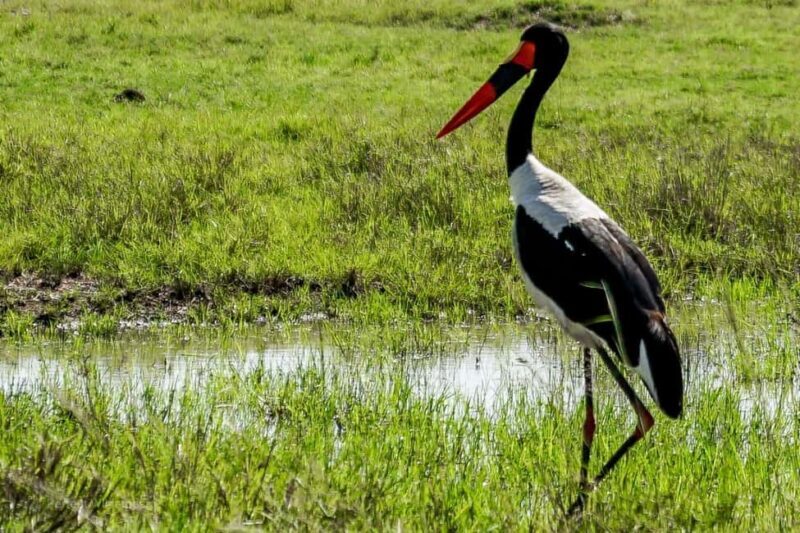 Day Tour To Ol Pejeta Conservancy From Nairobi - What to Expect from the Tour