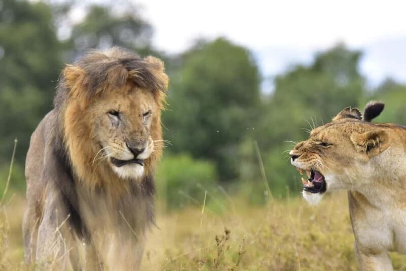 Day Tour To Ol Pejeta Conservancy From Nairobi - FAQs