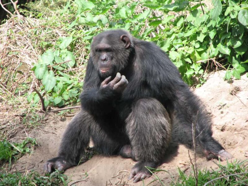 Day Tour to Ol-Pejeta Conservancy From Nairobi - Why This Tour Is Worth It