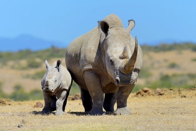 Day Tour to Olpajeta Conservancy from Nairobi With 4*4 Vehicle - Key Points