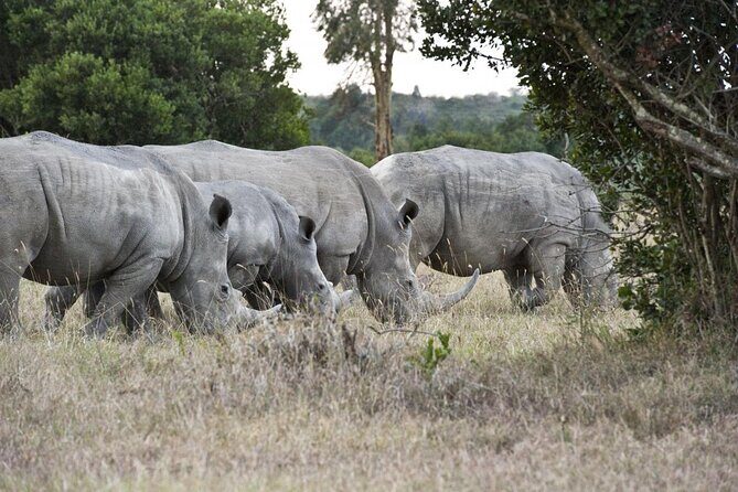 Day Tour to Olpajeta Conservancy from Nairobi With 4*4 Vehicle - Introduction: What Makes This Tour Special?