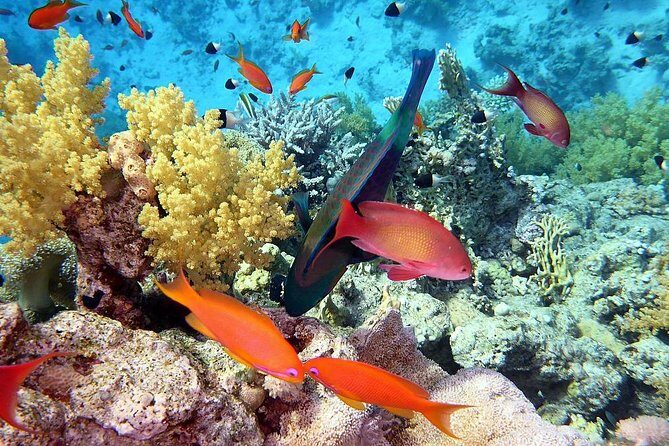 Day tour to Red sea ain EL Sokhna from Cairo - In-Depth Look at the Itinerary