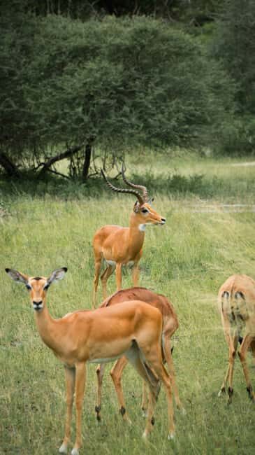 DAY TOUR TO SHIMBA HILLS NATIONAL RESERVE MOMBASA/ DIANI - The Itinerary in Detail