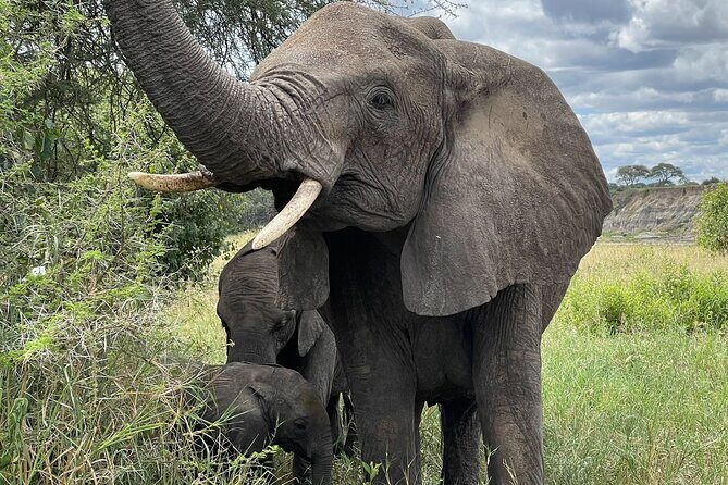 Day Tour to Tarangire National Park from Arusha - Key Points
