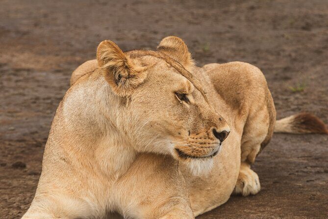 Day Tour to Tarangire National Park from Arusha - What to Expect During Your Day Trip to Tarangire