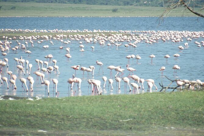 Day Tour to Tarangire National Park from Arusha - The Sum Up