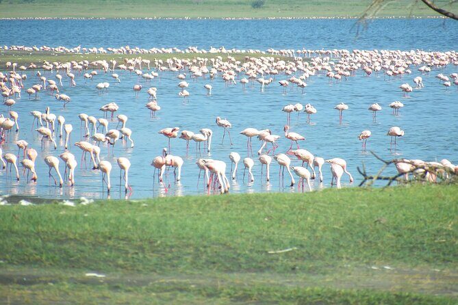 Day Tour to Tarangire National Park from Arusha - Frequently Asked Questions