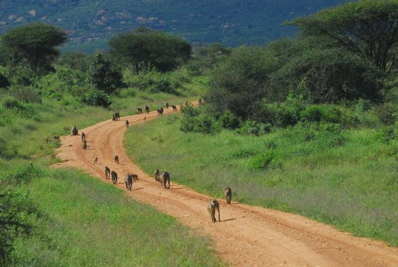 Day tour to Tsavo East from Malindi - Key Points