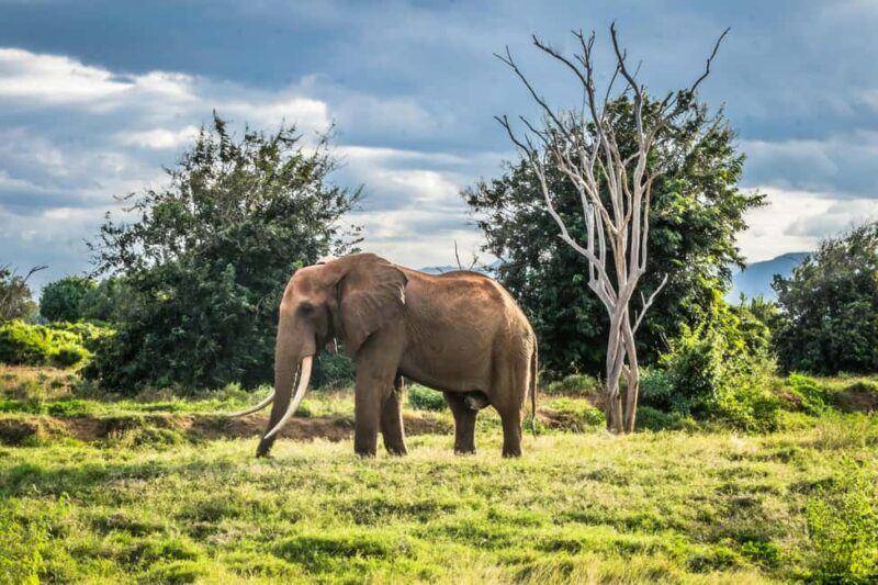 Day tour to Tsavo East from Malindi - An Honest Look at the Tsavo East Day Tour