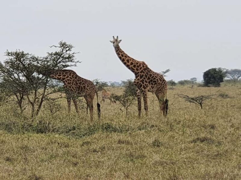 DAY TOUR TO TSAVO EAST NATIONAL PARK FROM MOMBASA/DIANI - Key Points